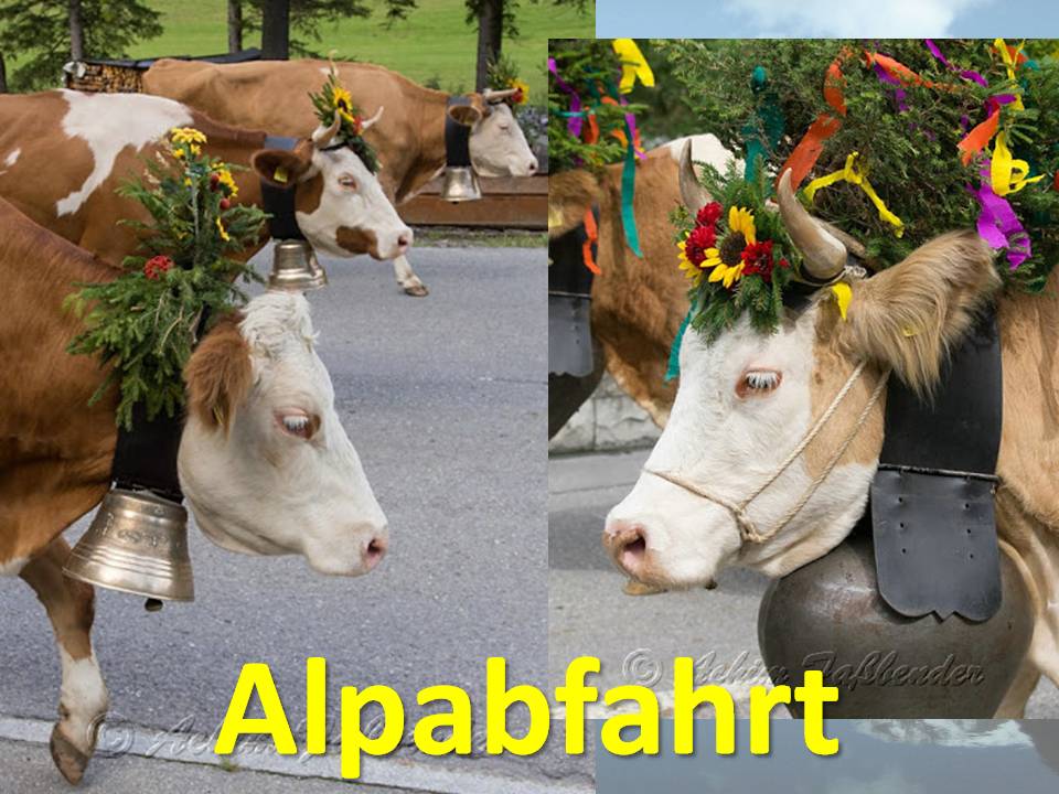 Alpabfahrt 4